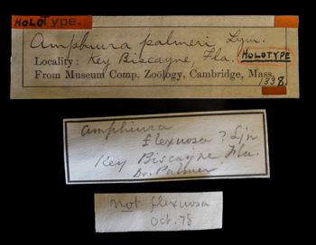 Media type: image;   Invertebrate Zoology OPH-1338 Description: Original handwritten specimen labels;  Aspect: labels